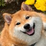 Profilbild von ほたる
