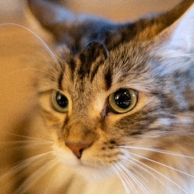 NekoNeco_Cat's profile picture