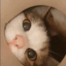 좀비왕's profile picture