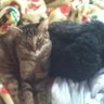 入谷⚙高橋's profile picture