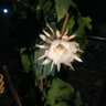 Manish Singh's profile picture