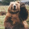 Profilbild von TheBDU