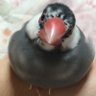 Profilbild von ぷん助