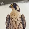 ….'s profile picture