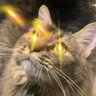 Anti-Authoritarian Kitty profil fotoğrafı