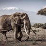 Zimsotho profil fotoğrafı