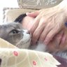 Profilbild von カツオ