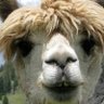 Profilbild von KMnO4