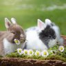 Profilbild von BunnyBuni