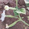 Cucurbita's profile picture