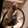 クロロ 的头像