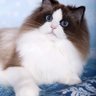 宁波的小伙伴 profil fotoğrafı