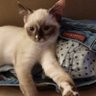 The Cat 的头像