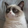 Bakchod Billi profil fotoğrafı