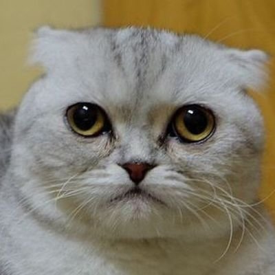 belgandulin's profile picture