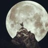 ⵊⴰⴷ jad biscolati's profile picture