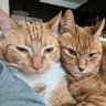 Seamus & Atticus profil fotoğrafı