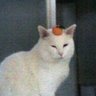 折橋勝典　新しく!!!😺こちらがメイン!'s profile picture