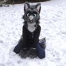 alex the folf's profile picture