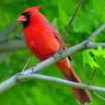 The Tensor Tympani's profile picture