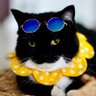 Синiй✌️коТ profil fotoğrafı