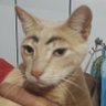 Nikoooo 的头像