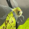 Fishy profil fotoğrafı