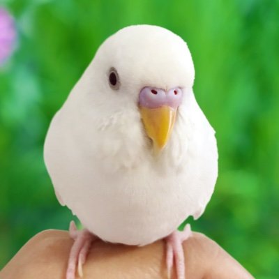 clover clover's profile picture