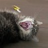 Profilbild von zaza