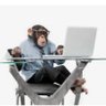 சிம்பன்சி(chimpanzee) profil fotoğrafı