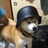 Фото профиля Dai-gensui Hachiko