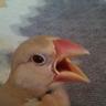 文鳥さん ぶんちょうさん ∈(°θ° )∋'s profile picture