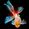 Colorful_Jin 写真とアートが好き's profile picture