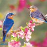 بشائر الخير profil fotoğrafı