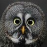 OakenSoul's profile picture