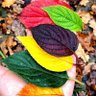 #Fringe Element's profile picture