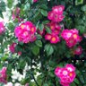 Profilbild von rose