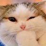 Hazelnaut's profile picture