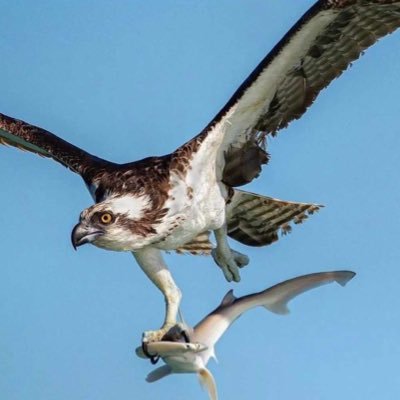 QgoEOziPWnmlQAU's profile picture