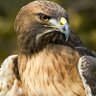 صقر دجله profil fotoğrafı