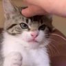 Profilbild von котоклоун