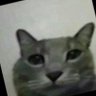 Profilbild von maple