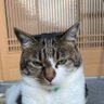 たけたろ profil fotoğrafı