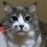猫又太郎丸(ヒロポン) profil fotoğrafı