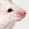 Profilbild von ワクチンマウス