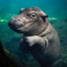 The HippoStickO's profile picture