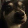joeboi's profile picture