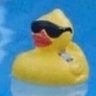 Illusive duck profil fotoğrafı