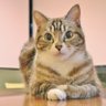 にゃんにゃんパトロール 的头像