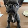 Perro Filรณsofo's profile picture